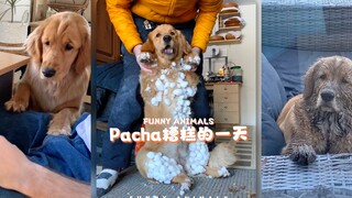 如果你今天过得很糟，请记住小狗Pacha也过得很糟😂