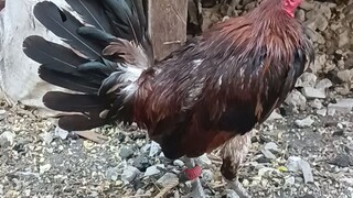 mga boss ano po kayang nangyare sa manok ko ?para po kasing nalupog sya ?.may gamot po ba dito ?