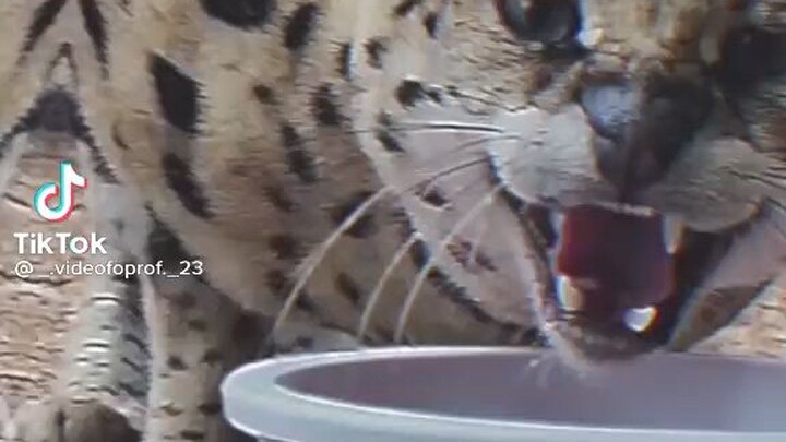 kitten savage moment🥵♥️