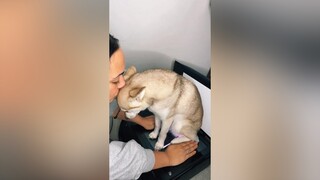 Did you like his cute little voice? 🥰 dog minihusky kleekai cute doglove