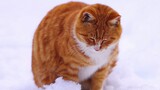 [Animals]Cats int the Forbidden City