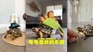 龟龟有龟龟自己喜欢的东西🐢