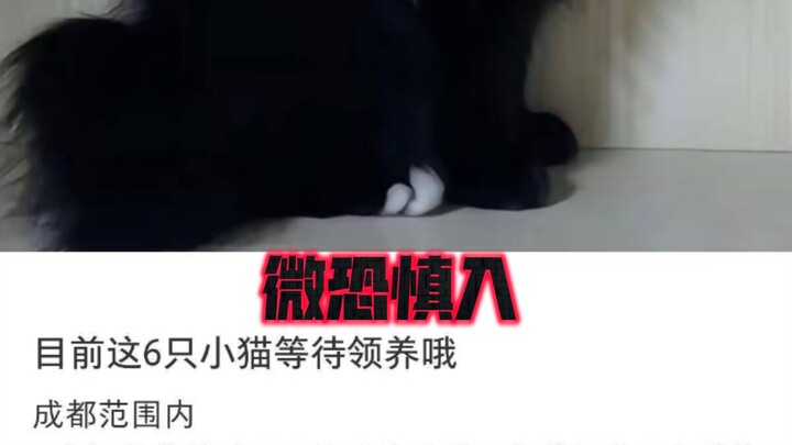 A cat that can take on the Smiling Dog has appeared (mildly scary—view at your own risk)