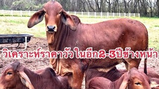 ราคาวัวบราห์มันพันธุ์แท้และอีกทุกสายพันธุ์ ในอนาคต by คุณหมอเก่ง |cow|brahman|