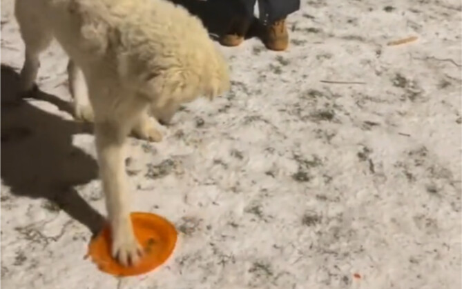 Sudah menemukan keuntungan punya empat kaki!