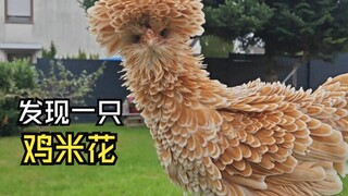 Those wonderful animal videos!