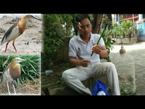 LAGI MANCING DAPAT BURUNG BELEKOK SAWAH, AKAN KITA COBA RAWAT BARU DI RILIS LAGI KE ALAM.