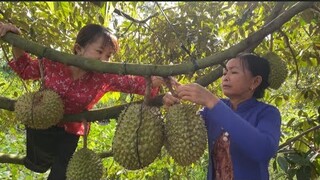 Lần đầu tiên Nàng Út Ống Tre đi hái sầu riêng và ăn tại vườn cái kết hú hồn