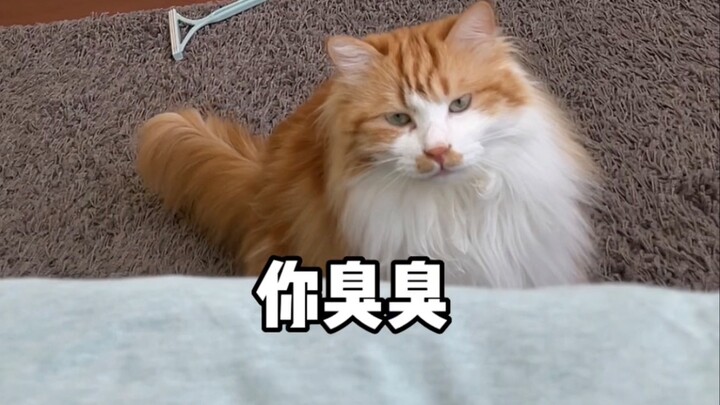 บอกชัดเจนแล้วว่าห้ามขึ้นเตียงมาอ้อน แต่…