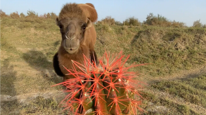 Let me say it again: there are no cacti in China's deserts.