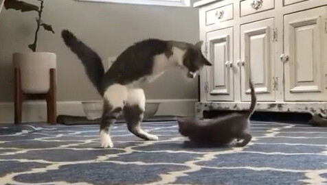 Cat-Tyrannosaurus: The Joy of a Disabled Mother Giving Birth to a Healthy Child