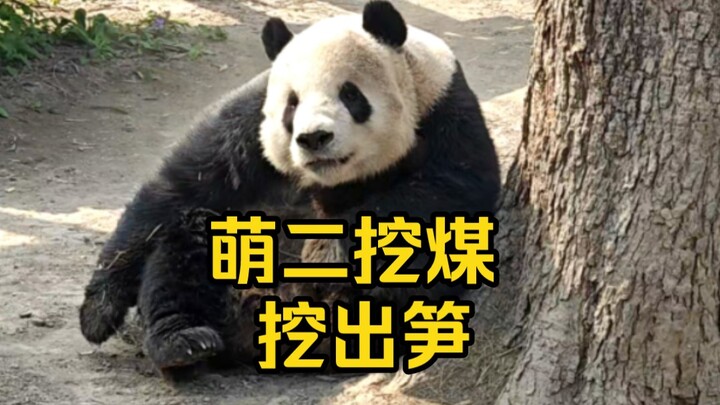 Meng’er was happily mining coal when she suddenly spotted the bamboo shoots Old Master Xu had hidden