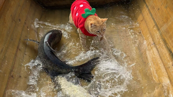 Coastal Indigenous People Fishing with Cats