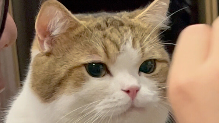 แมวน้อยขี้อ้อนที่สุภาพมาก