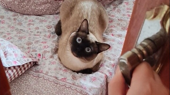 Cat's instant appearance