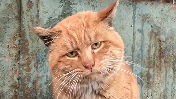 แมว: หยิ่งแล้วทำไม? หยิ่งผิดกฎหมายเหรอ?