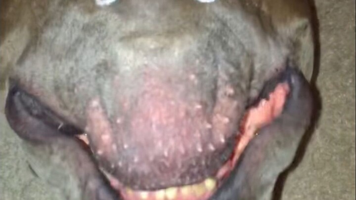 Tampilannya penuh otot, tetapi hatinya seorang putri kecil.