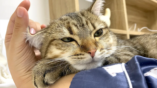 แมวของฉันจะตามใจคุณด้วยหมอนแขนเมื่อคุณเรียกมันว่า