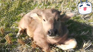 When A Little Calf Showed Its Belly To Me…