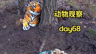 วันที่ 68 | วางตุ๊กตาเสือไว้บนภูเขา แล้วดูสิว่าสัตว์ต่างๆ จะกลัวหรือไม่