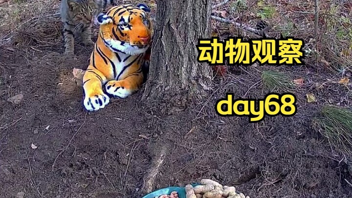 Day68 | 在山上放一只老虎玩偶，看看动物们会害怕吗。