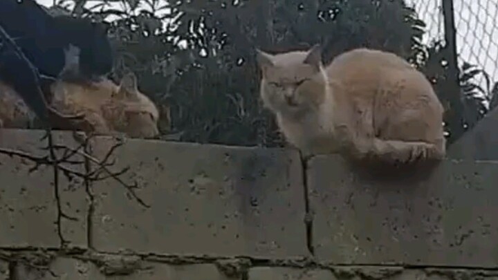 You're banned from participating in Yin Pa.