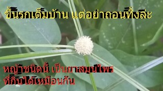 รักษาโรคปวดข้อ ปวดกระดูก บิดมูกเลือด แผลพิษงูแผลมีหนองอักเสบฯ/โดยฮอยไทยอีสาน