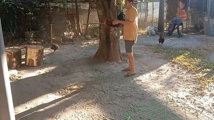 galingan nio sa laban