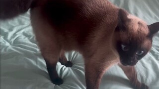 Boss's nest has turned into a Spineback Dragon, meow!