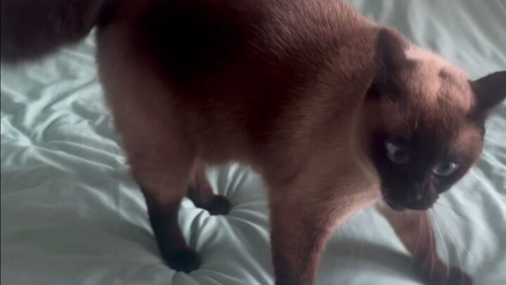 الزعيم أصبح تنيناً برياً الآن يا مياو