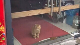 Mèo cam bị nhốt trong siêu thị một tuần, không có chủ nhân thì nó phải sống thế nào đây