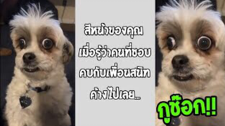 รวมคลิปตลก: เจอเเบบนี้เป็นหมา…หมาก็ช็อก!!