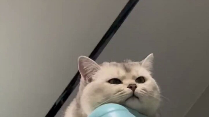 Cute Pets Watch the World – Cats Are Seriously Worried About This Household! Adorably Hilarious Pet 