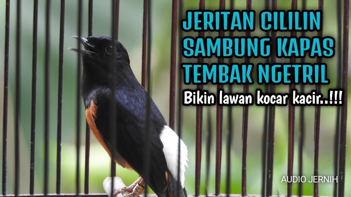 MASTER MURAI JERITAN KAPAS TEMBAK NGETRIL SAMBUNG CILILIN