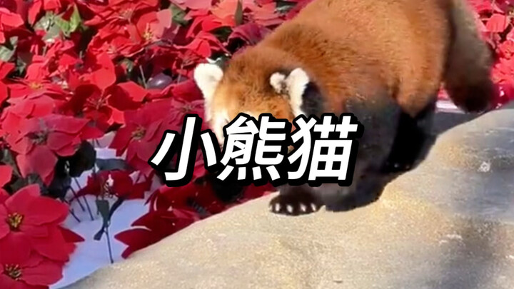 A red panda that makes you “sneeze”!