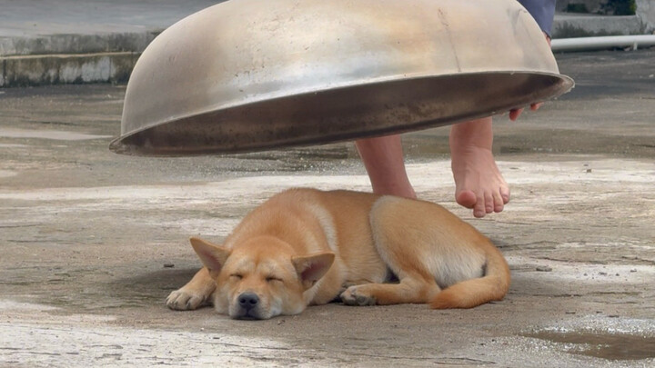 Chú cún đã ngủ rồi, trời nắng quá nên đắp cho nó cái tấm che nắng