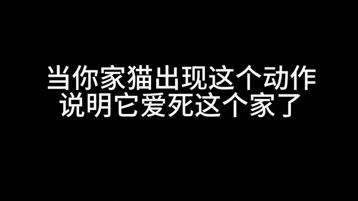 Khi mèo cưng nhà bạn có hành động này, chứng tỏ nó yêu ngôi nhà này hết mình! 4 năm trải nghiệm thực