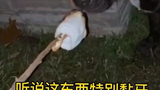 Doggy: All I can say is, even eating shit isn't as bad as choking on this stuff of yours.