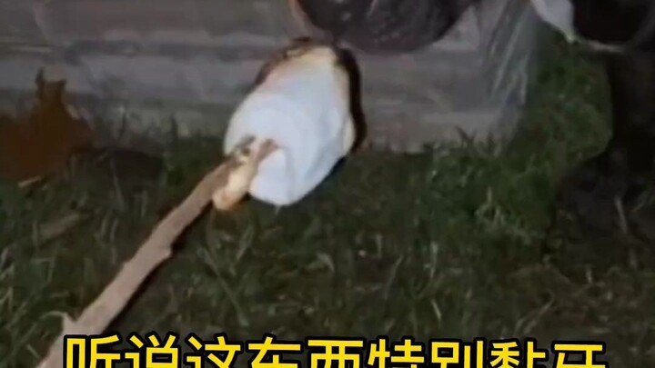 狗子:我只能说，吃屎都没有吃你这玩意糊嗓子