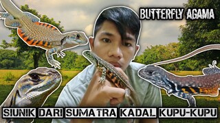 Kadal unik dari Sumatra common butterfly agama ( leiolepis belliana )