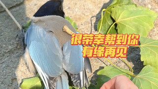 [Border Collie Suga's Daily Life] Helped a magpie while walking the dog—sneaking a quick touch made 