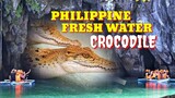 PHILIPPINE FRESH WATER CROCODILE | CROCODYLUS MINDORENSIS | Tenrou21