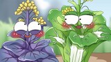 What can you grow from purple cabbage and Chinese cabbage?