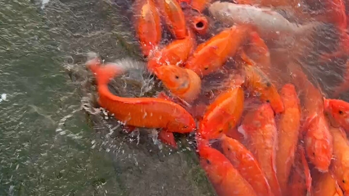 Cá lên bờ rồi, chú cá thật thông minh.