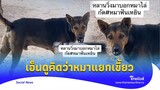เมื่อหลานกลัวหมา เดินมาคิดว่าแยกเขี้ยว ที่แท้ ‘ฟันเหยิน’ ทำหลุดขำ|Thainews - ไทยนิวส์|Social-16  -PP
