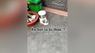 Không ăn hạt nhưng vứt máy hạt của bà 🙀🙀 cat mèo tranvansang