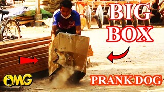 Real Prank! Big Box Prank Dog Best Surprise with Scared Reaction - Must Watching Funny 2021