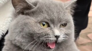 Go to the cat market to see cats