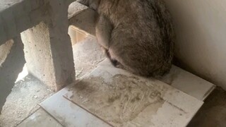 早上遇见了只猫 中午回去了还在 我一直以为在看风景，直到半夜朋友问我，他的头会不会卡住了。