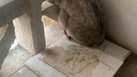 I met a cat this morning, and when I came back at noon, it was still there. I kept thinking it was j